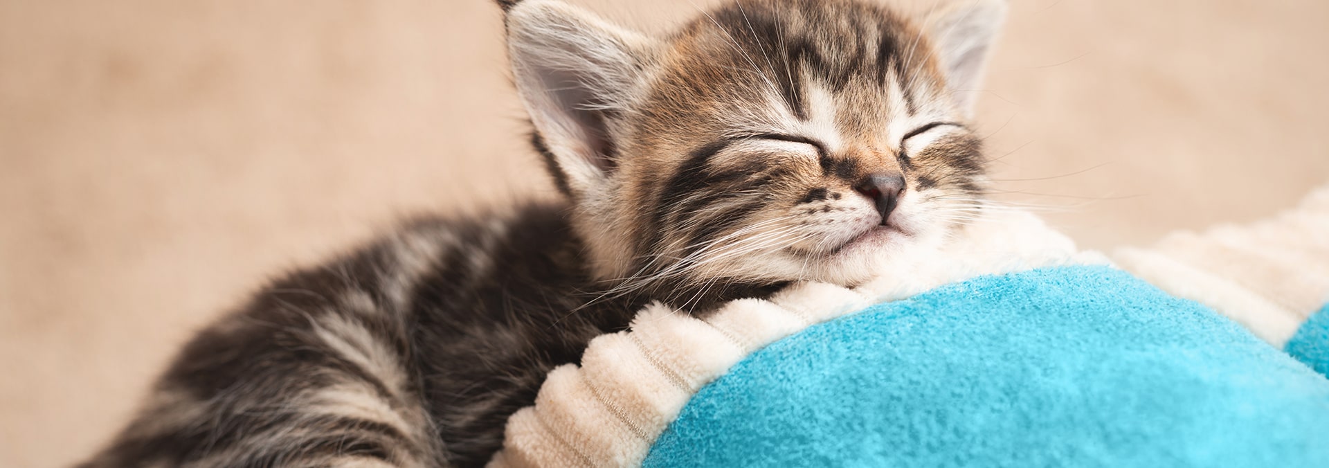 Dallas Pet Safe Carpet Cleaning, Fort Worth, Plano, Frisco, Arlington, TX